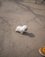 LATTE - FEMALE (PURCHASED by VIRA) - Image 4