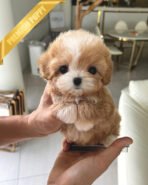 BAILEY - MALE (PURCHASED by NANG)