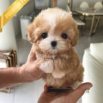 BAILEY - MALE (PURCHASED by NANG)