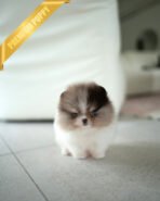 FERGUS - MALE (PURCHASED by JULIE) - Image 2