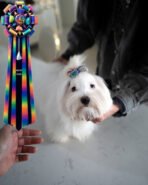 LACEY - FEMALE (PURCHASED by LAUREN) - Image 6