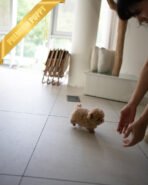 LALA - FEMALE (PURCHASED by LEE) - Image 8