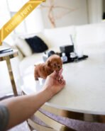 LUCY - FEMALE (PURCHASED by DEIDRE) - Image 5