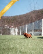 VELVET - FEMALE (PURCHASED by PRINCESS) - Image 7