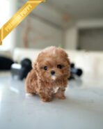 GIGI - FEMALE (PURCHASED by AYGUN) - Image 2