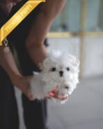 HANA - FEMALE (PURCHASED by ELISE)