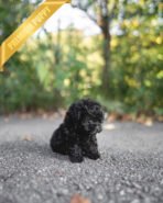 BAILEY - MALE (PURCHASED by FRED) - Image 2