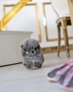 SCARLET - FEMALE (PURCHASED by ARMAN) - Image 2