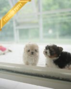 EWAN - MALE (PURCHASED by ABDULLAH) - Image 5