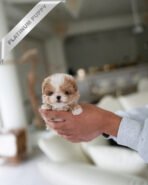 BREANA - FEMALE (PURCHASED by ROKHSAREH) - Image 3