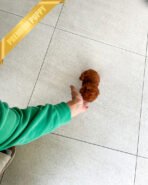 ROSE - FEMALE (PURCHASED by CHEN) - Image 3