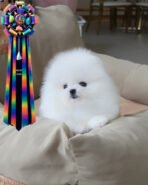 SNOW BALL - FEMALE (PURCHASED by JIAYING) - Image 2