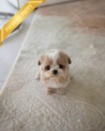 VIVI - FEMALE (PURCHASED by ELINA) - Image 2