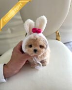 ZOEY - FEMALE (PURCHASED by LISA) - Image 2