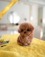 AMELIA - FEMALE - Image 3