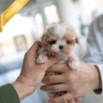 LALA - FEMALE (PURCHASED by LISA)