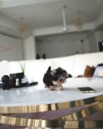 BAXTER - MALE (PURCHASED by DREAM) - Image 4