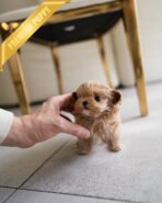 LALA - FEMALE (PURCHASED by DEVIS) - Image 3