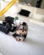 HENRY - MALE (PURCHASED by LEE)