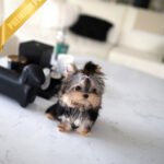 HENRY - MALE (PURCHASED by LEE)