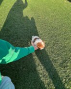 MOCHA - MALE (PURCHASED by AUDREY) - Image 5