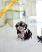 DIOR - FEMALE (PURCHASED by ANONYMOUS)