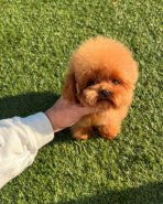 MILO - MALE (PURCHASED by NIKI)