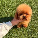 MILO - MALE (PURCHASED by NIKI)