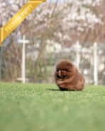 NUTELLA - FEMALE (PURCHASED by ANDREA) - Image 2