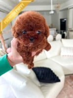 ROSIE - FEMALE (PURCHASED by GERARD)