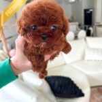 ROSIE - FEMALE (PURCHASED by GERARD)