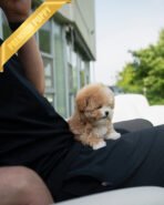 MARCO - MALE (PURCHASED by NAPAVILAI) - Image 7