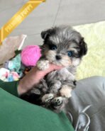 BREANA - FEMALE (PURCHASED by ITALIA)