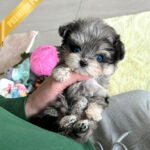 BREANA - FEMALE (PURCHASED by ITALIA)