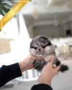 VICTORIA & DUCHESS - FEMALE - Image 6