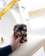 MAGGIE - FEMALE  (PURCHASED by YUKI) - Image 2