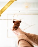 BUNNY - MALE (PURCHASED by NICHOLAS) - Image 3