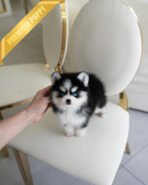 KODA - MALE (PURCHASED by SACHI) - Image 3