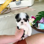 OREO - MALE (PURCHASED by SARA)