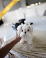 ANDRE - MALE (PURCHASED by NIKKI)