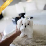 ANDRE - MALE (PURCHASED by NIKKI)