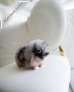 THOR - MALE (PURCHASED by TOMMY) - Image 3