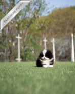 PANDA - FEMALE (PURCHASED by KATHY) - Image 3