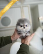 BAMBI - MALE (PURCHASED by NICOLE)