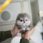 BAMBI - MALE (PURCHASED by NICOLE)