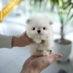 PUFF - FEMALE (PURCHASED by DYLAN)