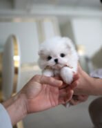 PUFF - FEMALE (PURCHASED by Lee)