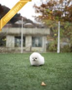 SNOW WHITE - FEMALE (PURCHASED by BLANCA) - Image 3