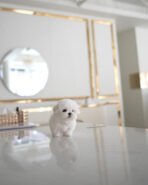 HUGO - MALE - Image 3