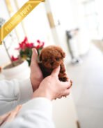 COOPER - MALE (PURCHASED by LIANA) - Image 2